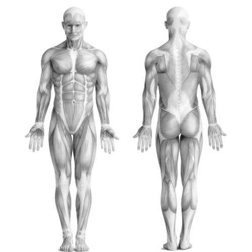 Как увеличить количество подтягиваний