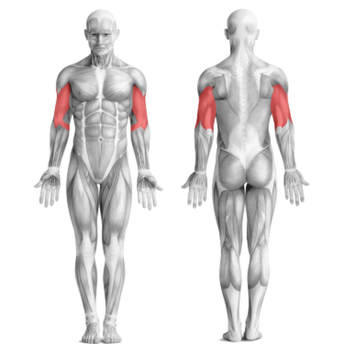 Программа тренировок для супер роста рук!